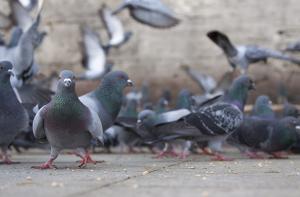 Entidades protectoras denunciarn a los que tapiaron a palomas en un local