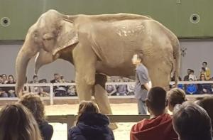 Dumba reaparece esqueltica en un zoo de Sevilla