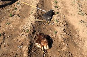 FAADA denunciar la tortura y muerte de 7 gallinas en un huerto del Valls Occidental