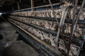 La importacin de huevos de patos de Taiwn implicar terribles condiciones de vida para cientos de miles de animales