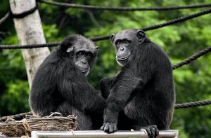 Matan a tiros a dos chimpancs que intentaban huir de un zoo de Holanda