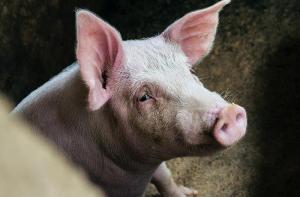 Superbacterias en la carne de cerdo de Carrefour Espaa