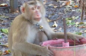 En Tailandia se siguen explotando monos para la recoleccin del coco