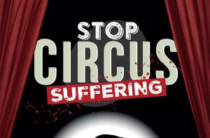 Pongamos fin al sufrimiento en los circos