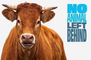 #NoAnimalLeftBehind: porque tenemos que acabar con el transporte de animales vivos