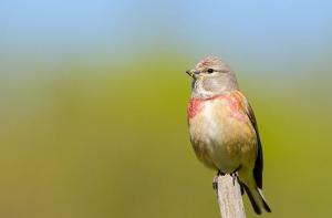 Nuevo curso online: El Silvestrismo, qué es y cómo afecta a los pájaros