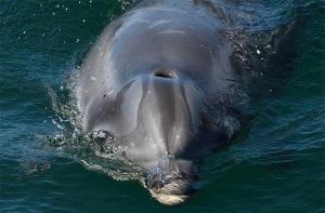 En Galicia, el acoso al delfín Manoliño por parte de los bañistas va a peor