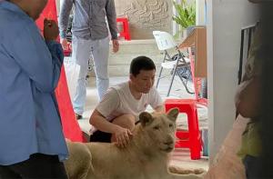 Decomisan un león que había sido mutilado para vídeos de TikTok