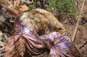 Cunit: cuerpos policiales y administración se niegan a intervenir en el caso de un perro encontrado cadáver con las patas atadas
