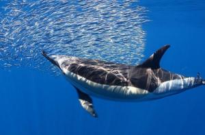 La construcción de un macropuerto amenaza los cetacéos de Tenerife