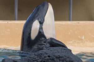 Muere Ula, cría de orca cautiva en el Loro Parque de Tenerife