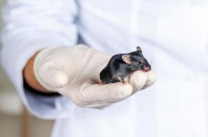 El Reino Unido podría reintroducir los ensayos con animales para los ingredientes cosméticos
