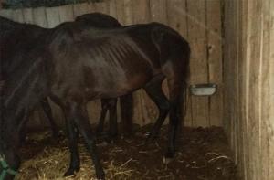 Sanción para el propietario de los dos caballos desaparecidos en Castellserà