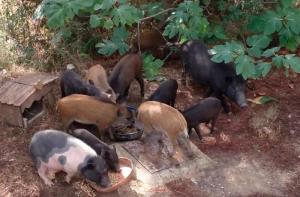 El Ayuntamiento de Olesa de Montserrat rechaza realizar la gestión ética de una colonia de cerdos vietnamitas