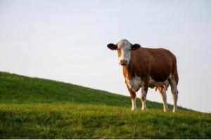 El Parlamento Europeo aprueba la estrategia de alimentación sostenible “Farm to Fork”