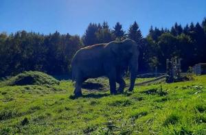 Elephant Haven, el primer santuario de elefantes en Europa ya es una realidad a todos los efectos