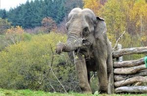Ghandi se va adaptando a su nueva vida en el primer santuario de elefantes de Europa 
