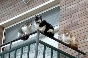El Ayuntamiento de Vallgorguina sigue sin actuar en el caso de los tres gatos encerrados en un balcón desde agosto