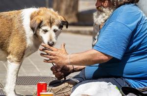 El 74% de las personas sin hogar considera a su perro su principal fuente de apoyo social