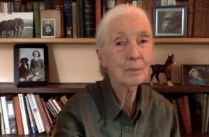 Junto a Jane Goodall pedimos el fin del sufrimiento de los caballos utilizados en los Tres Tombs