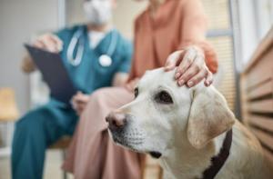 Italia inaugurará el primer hospital veterinario público gratuito