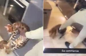 El futbolista Kurt Zouma graba cómo maltrata a sus gatos delante de su hijo