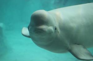 Fallece Kairo, la beluga macho que llevaba 26 años cautiva