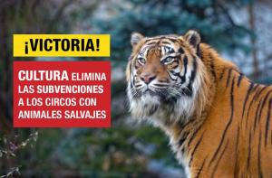 ¡Victoria! El Ministerio de Cultura de España elimina las subvenciones a los circos con animales salvajes