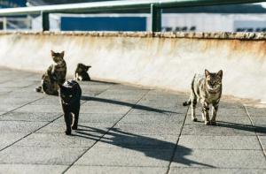URGENTE: ¡Las colonias felinas corren un grave peligro!