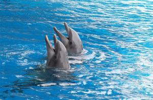 Aquopolis cierra el delfinario de La Pineda y envía a sus nueve cetáceos a un parque acuático de China