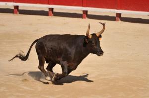 La justicia suspende provisionalmente las corridas de toros en la Plaza México