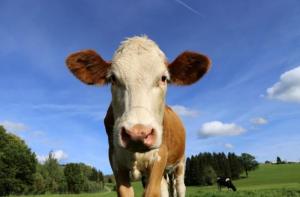 El futuro de los lácteos sin maltrato animal, más cerca de lo que crees