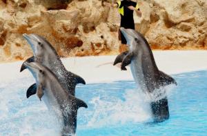 Sale a la luz la muerte de 3 delfines en el delfinario de Malta