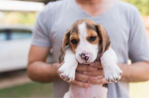 EEUU: más de 4.000 perros Beagle rescatados del infierno de la experimentación buscan hogar
