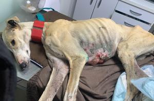 URGENTE: El PSOE presenta enmienda para que los perros de caza queden fuera de la nueva Ley de Protección Animal 