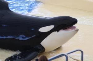 Tercera muerte de una orca en 18 meses en el Loro Parque