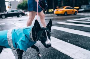 Nueva York prohíbe la venta de perros, gatos y conejos en tiendas