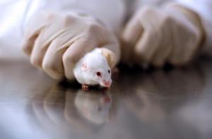 Estados Unidos: los nuevos medicamentos ya no tendrán que testarse en animales