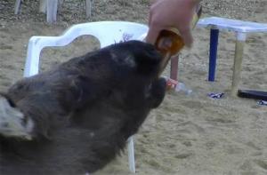 México: obligan a beber cerveza a un burro utilizado como atracción turística