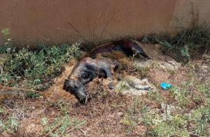 Aparece el cadáver en descomposición de un perro delante del centro de acogida Balaguer
