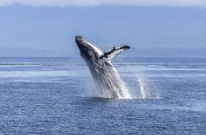 Islandia suspende la caza anual de ballenas, una medida que podra poner fin a esta prctica tan cruel
