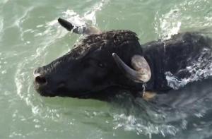 Un toro muere ahogado durante los Bous a la Mar de Dnia