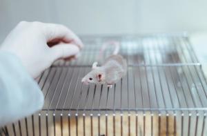 La CE apoya la eliminacin progresiva del uso de animales en ensayos qumicos, pero ignora la peticin de la ciudadana en materia de cosmticos