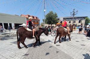 Instamos al Ayuntamiento de Colmenarejo a prohibir las actividades de paseo con burros u otros quidos