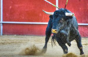Castilla-La Mancha intenta fomentar la tauromaquia impulsando la participacin de nios y nias