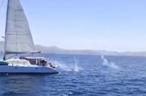 Tripulantes de un catamarn disparan a un grupo de orcas cerca de Tarifa