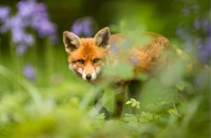 El Gobierno escocs planea prohibir el uso de cepos de caza