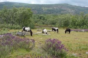 La nica reserva de caballos salvajes de Europa est en grave peligro!