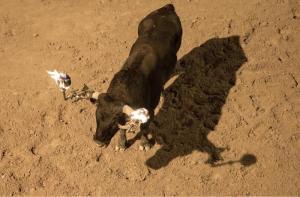 Un gran paso adelante! El Parlament de Catalunya vota a favor de seguir tramitando la ley para prohibir los toros embolados y ensogados