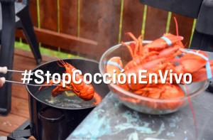 Acta! Aydanos a pedir que se prohba hervir crustceos vivos en Espaa